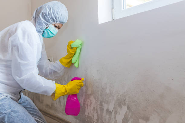 Best Asbestos and Lead Testing During Mold Inspection in Republic, MO