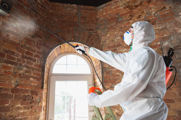 Best Mold Removal for HVAC Installations in Republic, MO